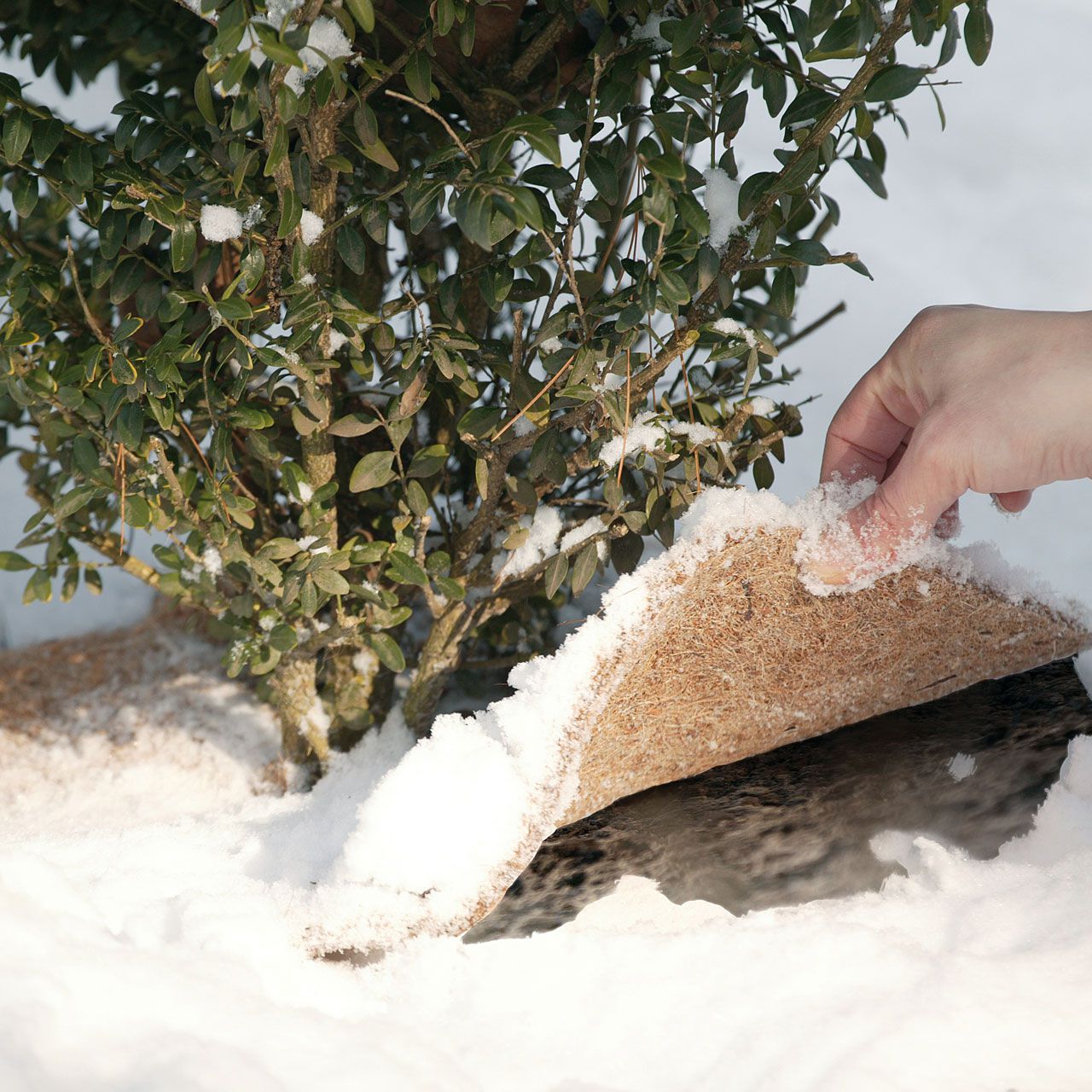 V27005_Winterschutz-Disk_Kokosscheibe_mit_Loch_natur_1280x1280.jpg