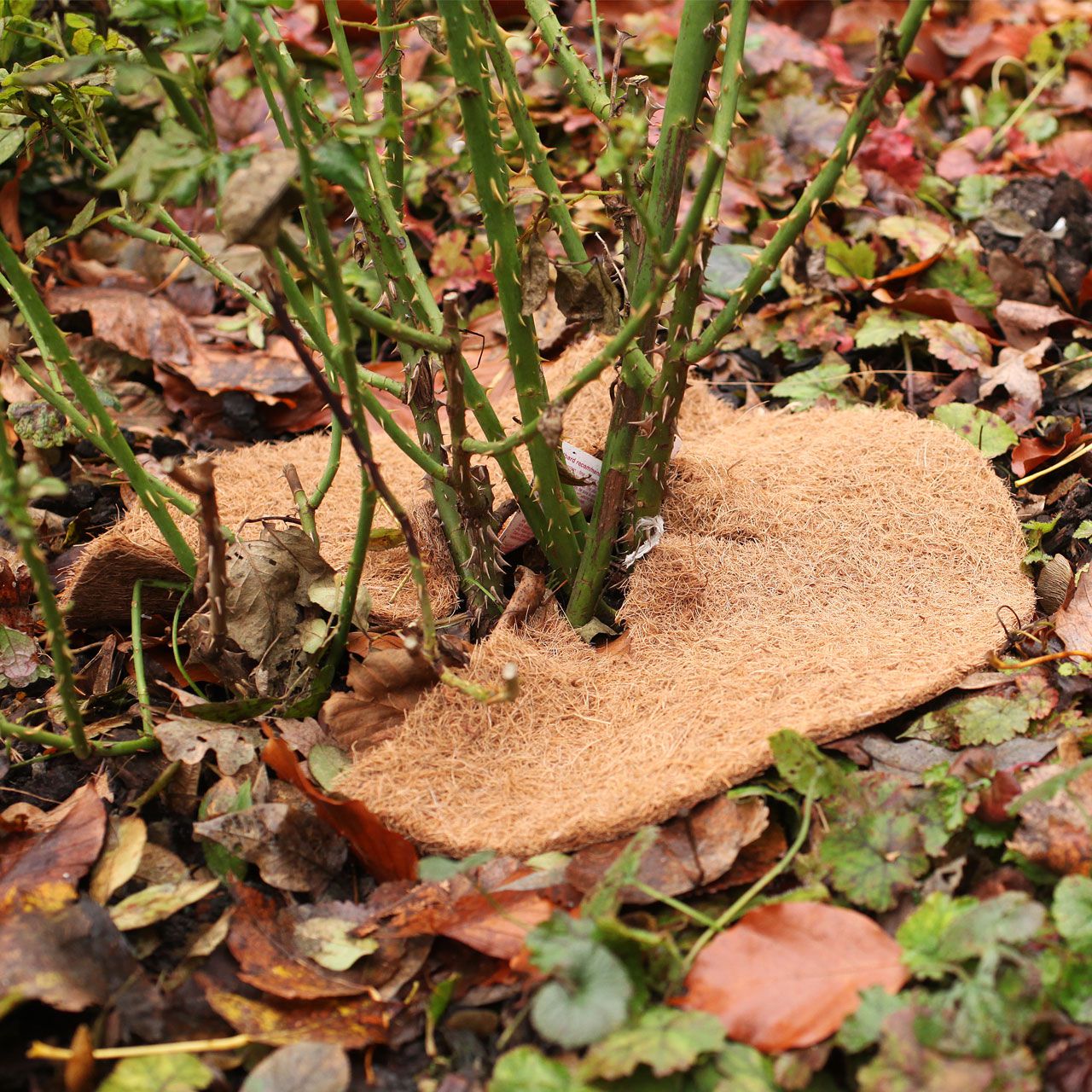 V27005_Winterschutz-Disk_Kokosscheibe_mit_Loch_natur_4_1280x1280.jpg