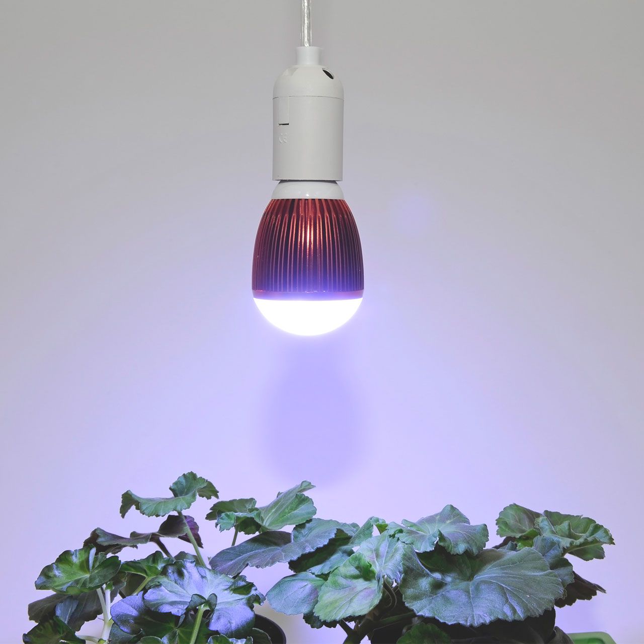 A3781_LED-Pflanzenlampe_Winter_7Watt_1_1280x1280.jpg